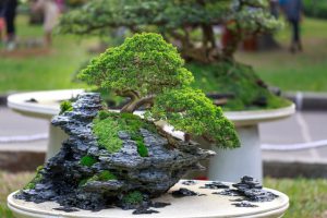 Bonsai drzewko szczęścia