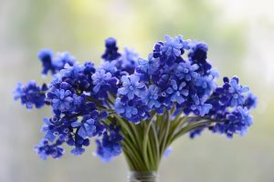 niebieskie kwiaty ogrodowe